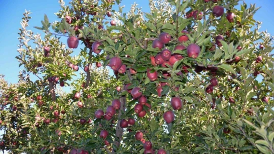 Esenlik'te Doğanşehir elması