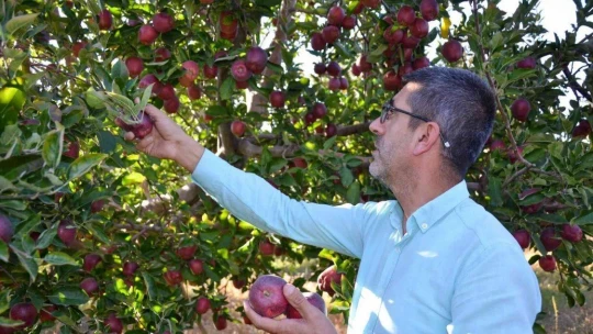Esenlik'te Doğanşehir elması