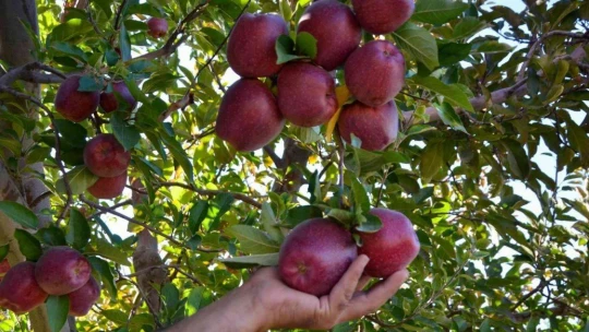 Esenlik'te Doğanşehir elması