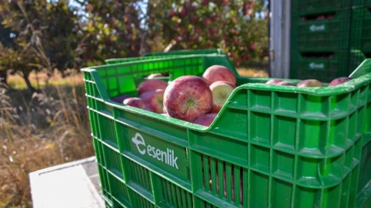 Esenlik'te Doğanşehir elması