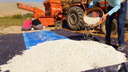 Fasulyede hasad dönemi