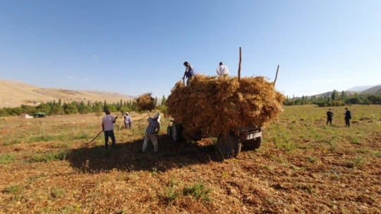 Fasulyede hasad dönemi