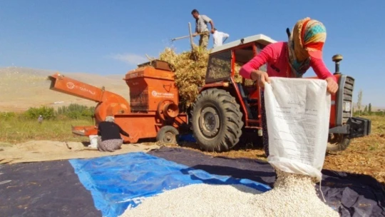 Fasulyede hasad dönemi