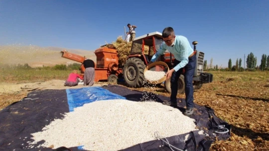 Fasulyede hasad dönemi