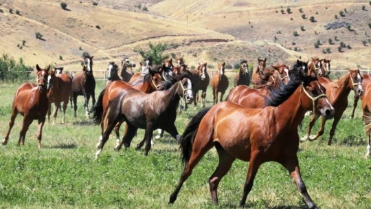 Geleceğin şampiyon tayları görücüye çıkıyor