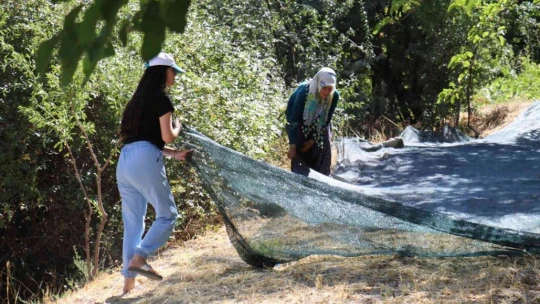 Gelin kaynana pekmez üretip satıyor