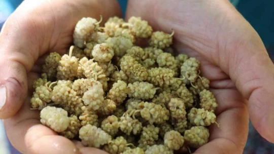 Gelin kaynana pekmez üretip satıyor