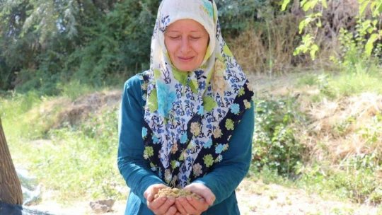 Gelin kaynana pekmez üretip satıyor