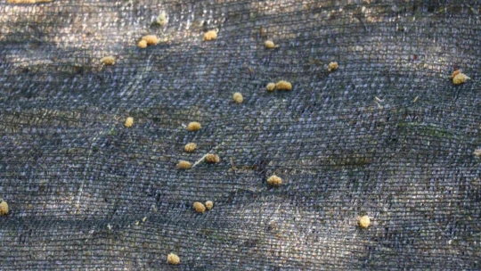 Gelin kaynana pekmez üretip satıyor