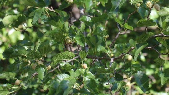 Gelin kaynana pekmez üretip satıyor