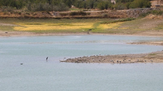 Göçmen kuşların mekanı olan göleti kuraklık vurdu