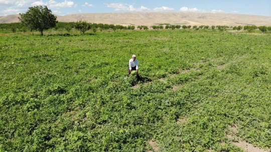 Görüntüsü göz kamaştırıyor, lezzeti damakları tatlandırıyor