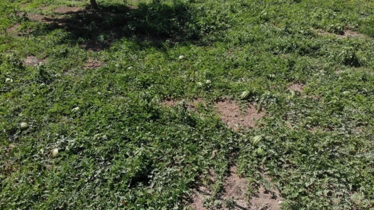 Görüntüsü göz kamaştırıyor, lezzeti damakları tatlandırıyor