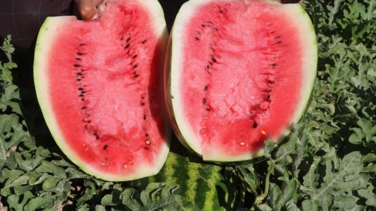 Görüntüsü göz kamaştırıyor, lezzeti damakları tatlandırıyor