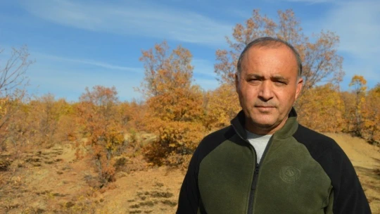 Hadino Ormanları'nda ağaç kesimi yasak