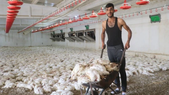 Havasız kalan 35 bin tavuk telef oldu