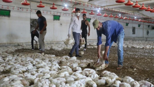 Havasız kalan 35 bin tavuk telef oldu