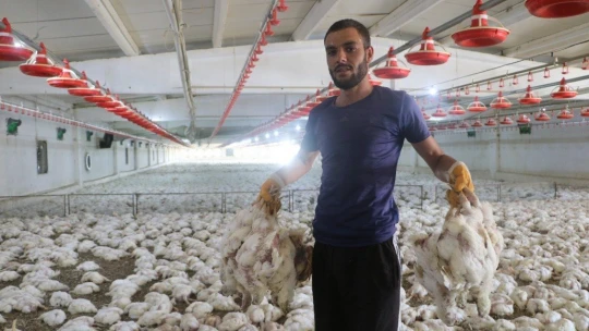 Havasız kalan 35 bin tavuk telef oldu