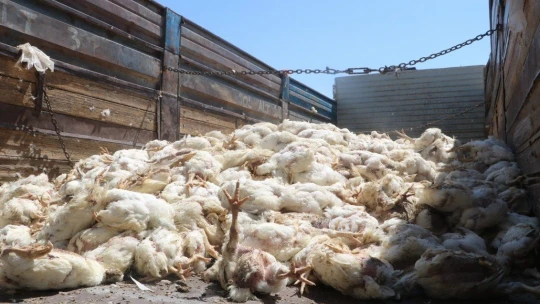 Havasız kalan 35 bin tavuk telef oldu