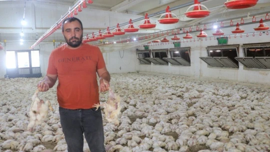 Havasız kalan 35 bin tavuk telef oldu