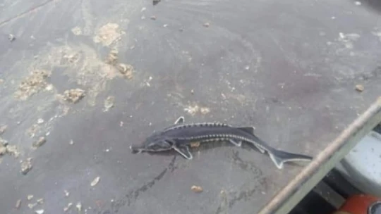 Havyarı 2 milyon liraya kadar çıkan balık Keban'da bir kez daha görüldü