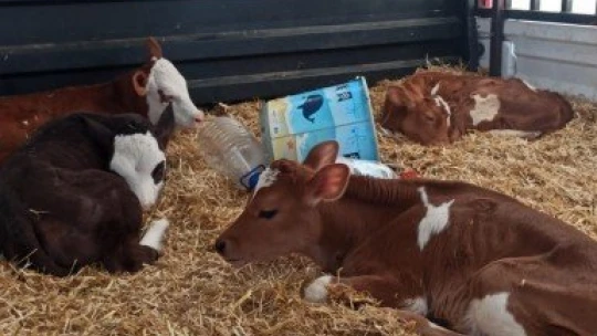 Hayvan hırsızları jandarmadan kaçamadı: 2 gözaltı