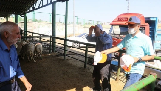 Hayvan pazarında şaşırtan sakinlik