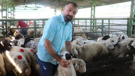 Hayvan pazarında şaşırtan sakinlik