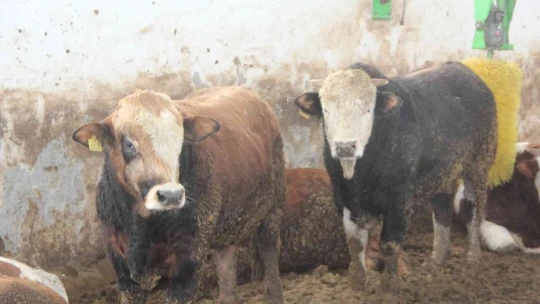 Hayvan yetiştiricilerine soğuk hava uyarısı