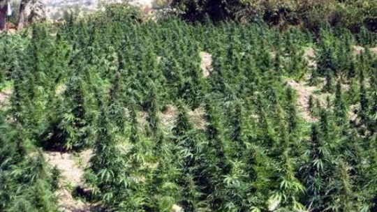 Hazine arazisine kaçak kenevir ekti