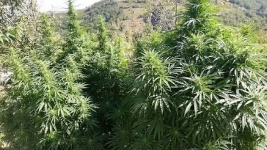 Hazine arazisine kaçak kenevir eken 3 kişi gözaltına alındı