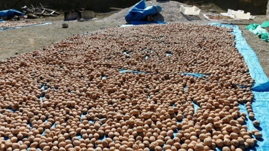 Hekimhan cevizinde hasat sona erdi