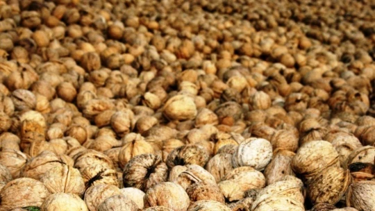 Hekimhan cevizinde hasat sona erdi