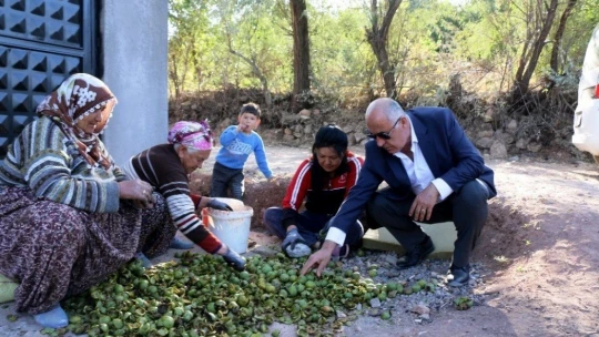 Hekimhan cevizinde hasat sona erdi