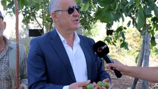 Hekimhan cevizinde hasat sona erdi