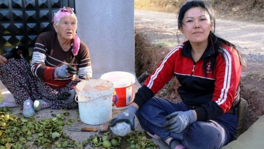 Hekimhan cevizinde hasat sona erdi