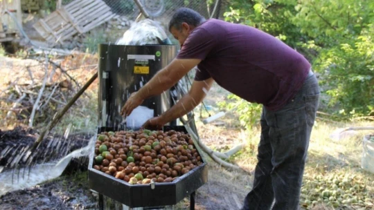 Hekimhan cevizinde hasat sona erdi