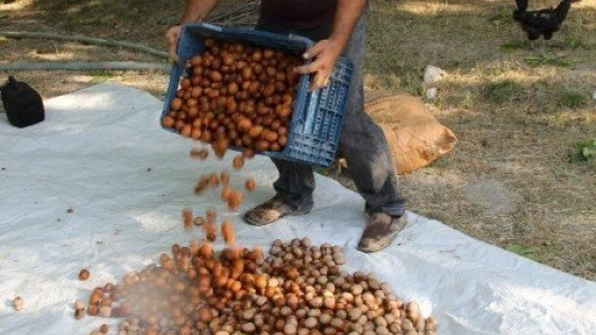 Hekimhan cevizinde hasat sona erdi