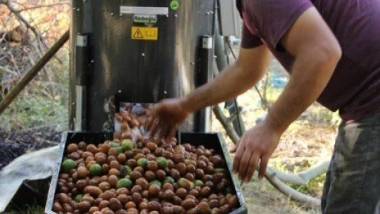 Hekimhan cevizinde hasat sona erdi