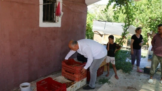 Hekimhan'da kayısı hasadı başladı