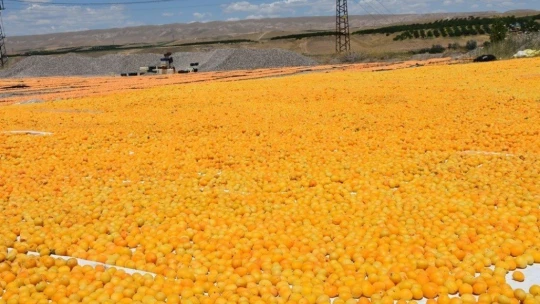 İhraç edilen kayısı miktarı düştü, döviz girdisi arttı