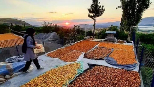 İhraç edilen kayısı miktarı düştü, döviz girdisi arttı