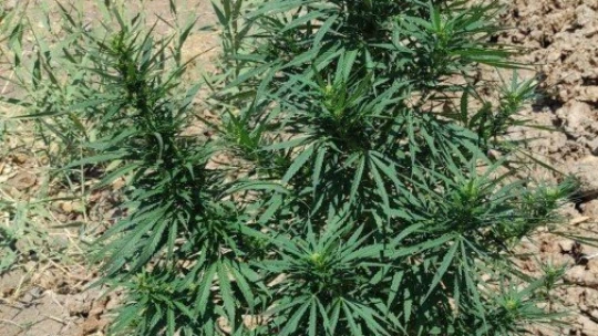 Jandarmadan kaçak kenevire sıkı takip