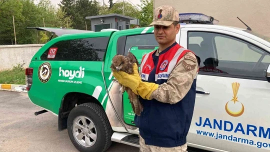 Jandarmadan kızıl şahine şefkat eli