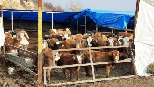 Jandarmadan uyuşturucu ve hırsızlık operasyonu