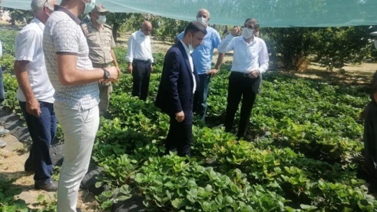 Kale'de Çilek yaygınlaşıyor