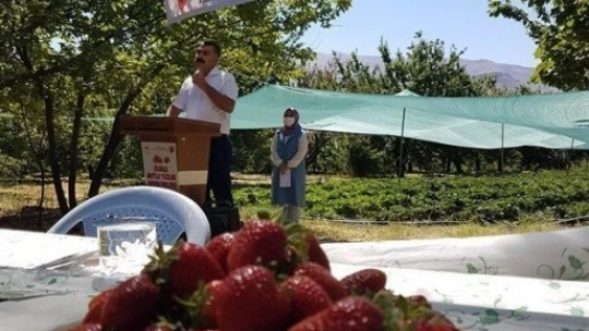 Kale'de Çilek yaygınlaşıyor