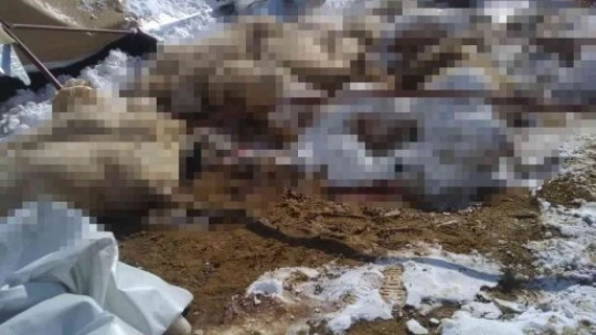 Kar nedeniyle çöken ağılda 28 küçükbaş hayvan telef oldu