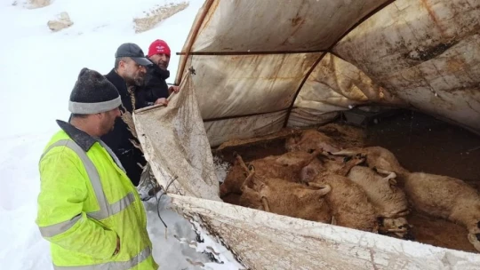 Kar nedeniyle çöken ahılda 20 küçükbaş hayvan telef oldu