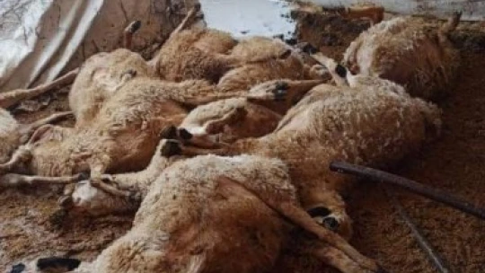 Kar nedeniyle çöken ahılda 20 küçükbaş hayvan telef oldu